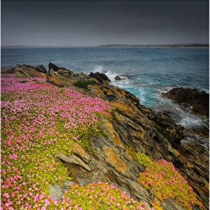 Spring-time blooms of Carpobrotus glaucescens, King Island, Bass Strait, Tasmania, Australia