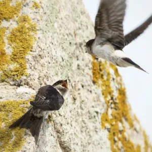 Squabbling house martins