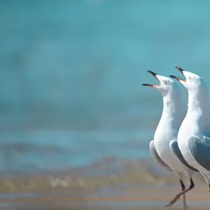 Squawking Gulls