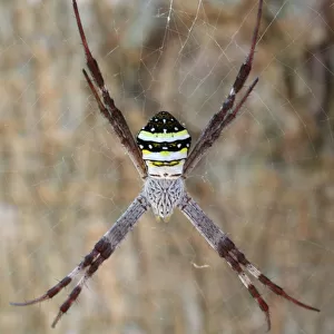 St. Andrews cross spider