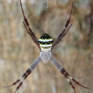 St. Andrews cross spider