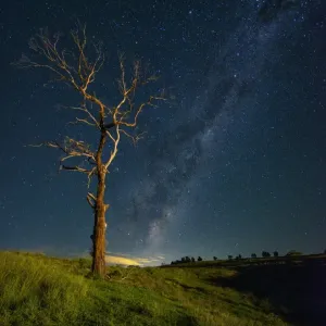Standing tree with Milky Way Standing tree with Milky Way