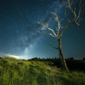 Standing tree with Milky Way Standing tree with Milky Way