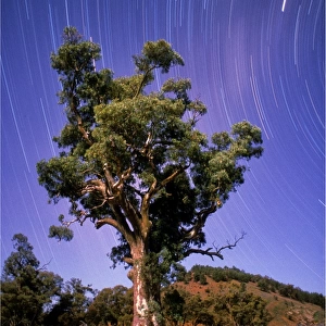 Star-trails, near Wilpena pound, at the famous Cazneaux tree, Flinders Ranges, South Australia