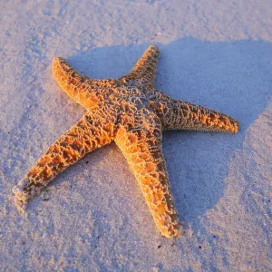 Starfish on the beach Starfish on the beach