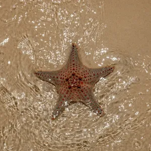 Starfish on the beach Starfish on the beach