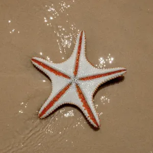 Starfish on the beach Starfish on the beach