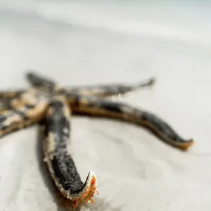 Starfish on a beach. Eyre Peninsula. Australia Starfish on a beach. Eyre Peninsula. Australia