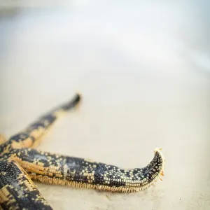 Starfish on a beach. Eyre Peninsula. Australia Starfish on a beach. Eyre Peninsula. Australia
