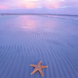 Starfish on sand bar Starfish on sand bar