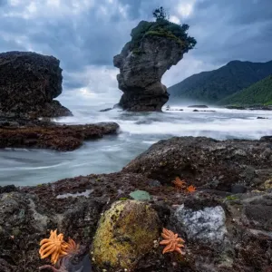 Starfish world at Motukeikei beach Starfish world at Motukeikei beach