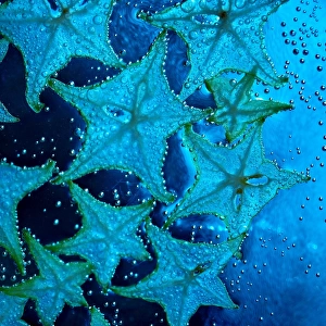 Starfruit slices in blue sea and bubbles
