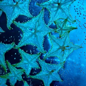 Rodajas de estrella en el mar azul y burbujas.