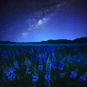 Starry Night Print over Lupines at Lake Tekapo