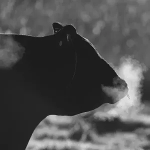 Steaming Bull Print - Fine Art Photography Steaming Bull Print - Fine Art Photography
