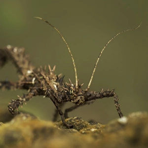 Stick Insect in Malaysia