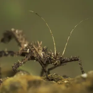 Stick Insect in Malaysia