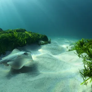 Sting ray at Bronte Beach