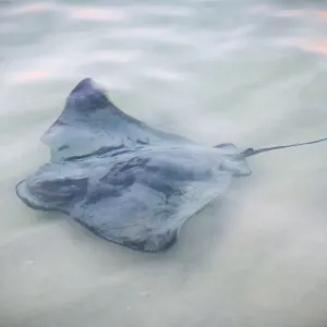 Stingray Print - Australian Marine Life in Calm Surf Stingray Print - Australian Marine Life in Calm Surf
