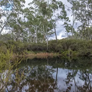 Stingray Swamp Flora Reserve, Penrose NSW Australia