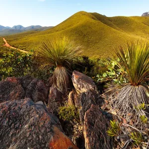 Stirling Ranges National Park grass trees Stirling Ranges National Park grass trees