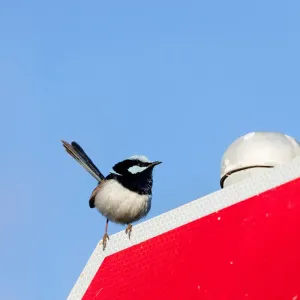 Deténgase en la señal de alto por un momento - un Superb Fairy Wren en Roma, Queensland, Australia.
