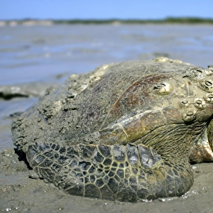 Stranded turtle