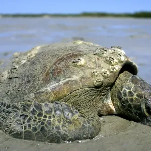 Stranded turtle Stranded turtle