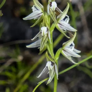 Streaked Leek orchid, Prasophyllum striatum Streaked Leek orchid, Prasophyllum striatum