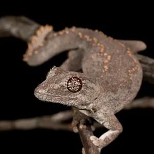 Strophurus assimilis, Croix du Sud.