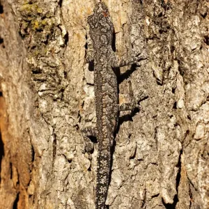 strophurus intermedius