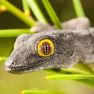 strophurus spinigeris, Kalbarri