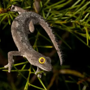 strophurus spinigeris, Kalbarri