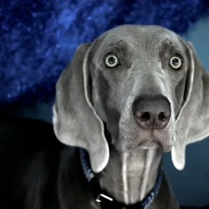 Stunned Dog Stunned Dog