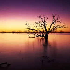 Stunning Australian outback sunset colours and with dead trees featured on Tandure Lake Stunning Australian outback sunset colours and with dead trees featured on Tandure Lake