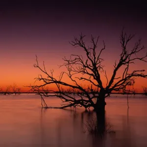 Stunning Australian outback sunset colours and with dead trees featured on Tandure Lake Stunning Australian outback sunset colours and with dead trees featured on Tandure Lake