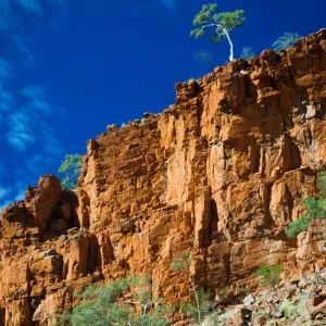 Stunning outback landscape of ghost gums on cliffs Stunning outback landscape of ghost gums on cliffs