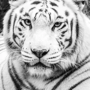 White Tiger Print White Tiger Print
