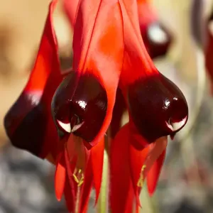 Sturt Desert Pea Sturt Desert Pea