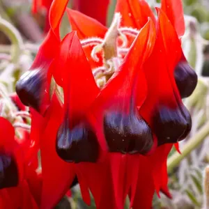 Sturt Desert Pea Sturt Desert Pea