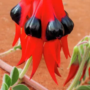 Sturt desert pea. Arid flower. South Australia