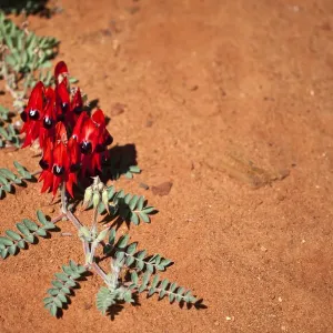 Sturts Desert pea Sturts Desert pea