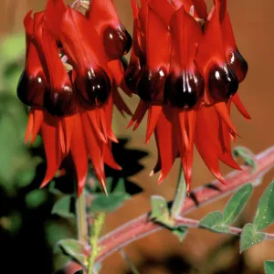 Sturts desert pea blooming