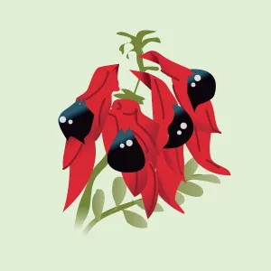 Sturts Desert Pea Illustratation