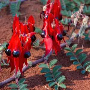 Sturts Desert Pea (Swainsona formosa) in bloom