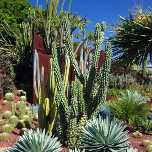 Print of Succulent Garden at the Royal Botanic Garden, Sydney Print of Succulent Garden at the Royal Botanic Garden, Sydney