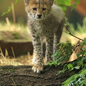 Sudan Cheetah, (Acinonyx jubatus soemmeringii)
