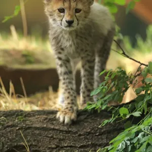 Sudan Cheetah, (Acinonyx jubatus soemmeringii) Sudan Cheetah, (Acinonyx jubatus soemmeringii)