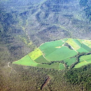Sugar canefields carved out of forest