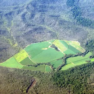 Sugar canefields carved out of forest Sugar canefields carved out of forest
